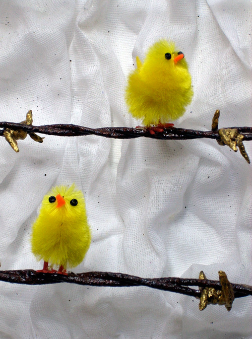 chicken sitting on barbed wire (detail)